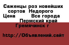 Саженцы роз новейших сортов. Недорого. › Цена ­ 350 - Все города  »    . Пермский край,Гремячинск г.